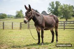 mule