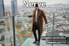 nerve