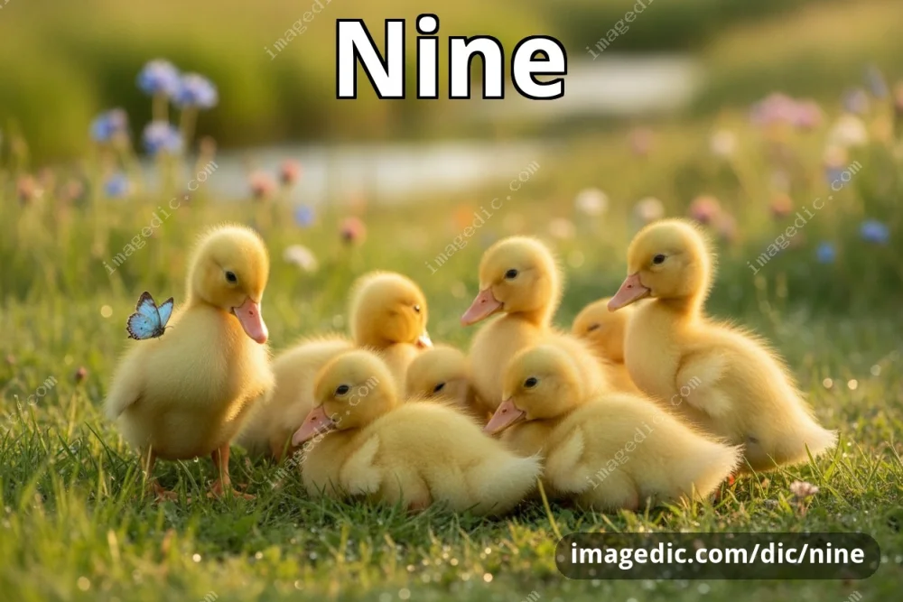 nine