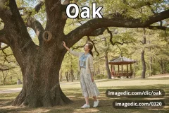 oak