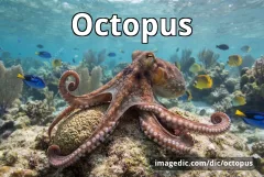 octopus