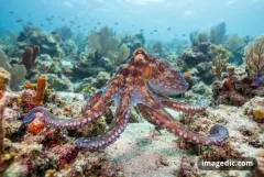 octopus