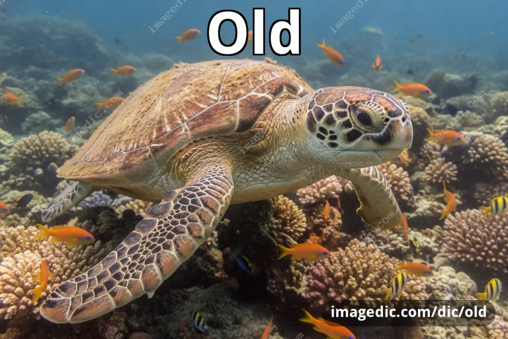 old