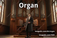 organ