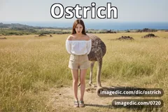 ostrich