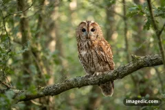 owl