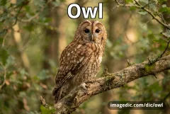 owl