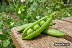 pea