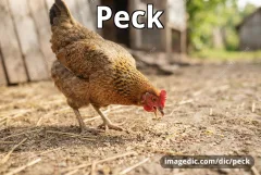 peck