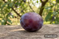 plum