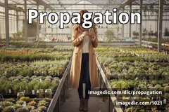 propagation