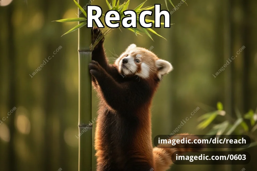reach