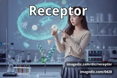 receptor
