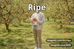 ripe