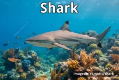 shark