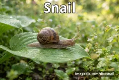 snail