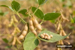 soy