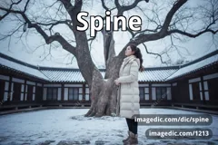 spine