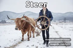 steer