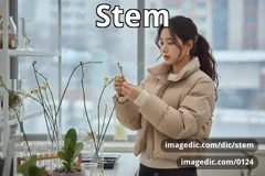 stem