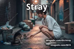 stray