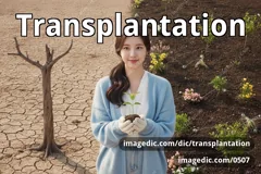 transplantation