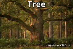 tree