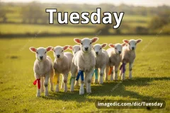 Tuesday