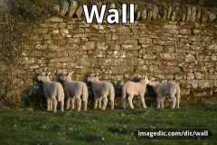 wall