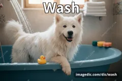 wash