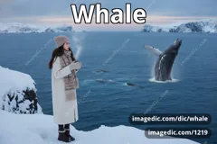 whale