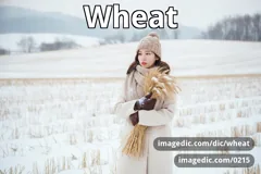 wheat