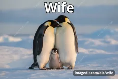 wife