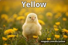 yellow