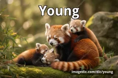 young