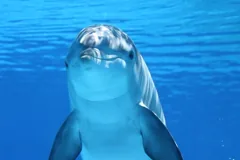 aquatic