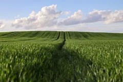 arable