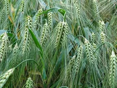 arable