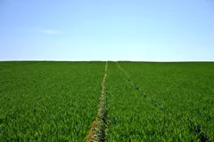 arable