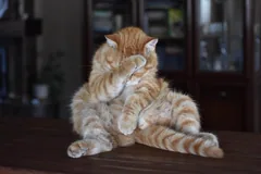ashamed