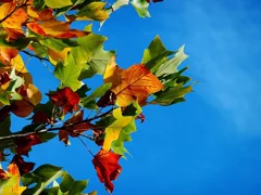 autumn