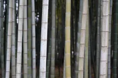 bamboo