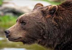 bear