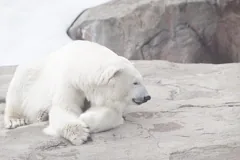bear
