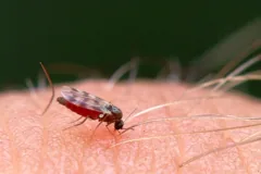bite