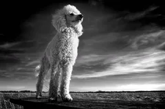 breed