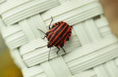 bug