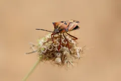 bug