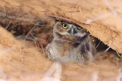 burrow