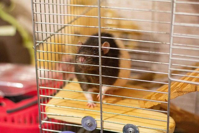 cage